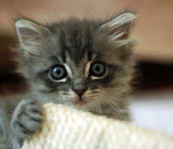 Grey kitten